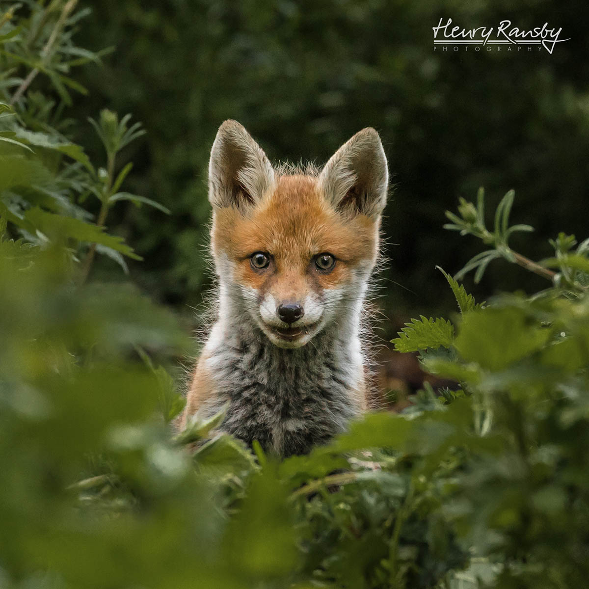 Wildlife Photography Wildlife Photography
